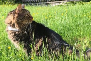 gps-para-gato-barato