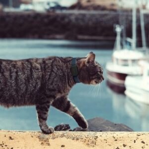 gps-para mascota-gato.